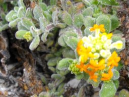 Manulea tomentosa stems